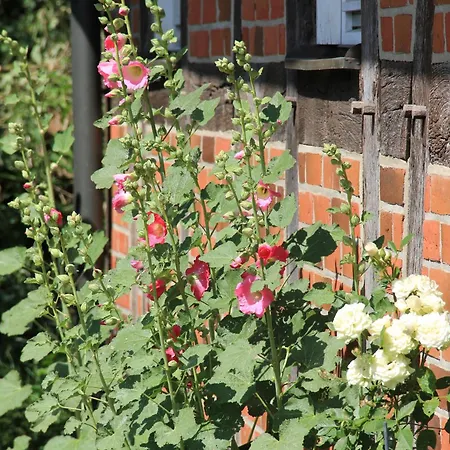 Fachwerk-treppenspeicher, Ruhe Auf Dem Land, Haustiere Willkommen, Leihfahrraeder, 24-7 Check In * Kirchlinteln